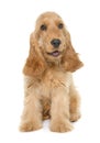 Puppy cocker spaniel Royalty Free Stock Photo