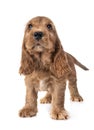 Puppy cocker spaniel Royalty Free Stock Photo