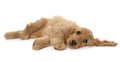 Puppy cocker spaniel in studio Royalty Free Stock Photo