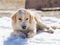 Puppy with coffee and milk coat crunching in the snow