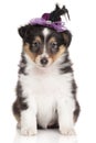 Puppy collie on white background