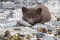 Puppy Commanders blue arctic fox is on the rocks looking