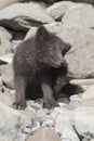 Puppy Commanders blue arctic fox that scratches itself behind th