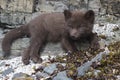 Puppy Commanders blue arctic fox which lies on the rocks near
