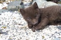 Puppy Commanders blue arctic fox which lies on the sand on the s