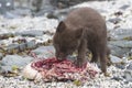 Puppy Commanders blue arctic fox who eats guillemot near the