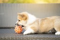 Puppy corgi dog playing with ball in summer sunny day Royalty Free Stock Photo