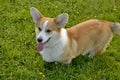 Puppy Corgi.Young energetic dog on a walk. Puppies education, cynology, intensive training of young dogs. Walking dogs in nature.