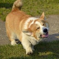 Puppy Corgi.Young energetic dog on a walk. Puppies education, cynology, intensive training of young dogs. Walking dogs in nature.