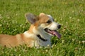 Puppy Corgi.Young energetic dog on a walk. Puppies education, cynology, intensive training of young dogs. Walking dogs in nature. Royalty Free Stock Photo