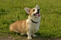 Puppy Corgi pembroke on a walk. Young energetic dog on a walk. Puppies education, cynology, intensive training of young dogs. Walk Royalty Free Stock Photo