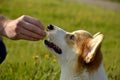 Puppy Corgi pembroke on a walk. Young energetic dog on a walk. Puppies education, cynology, intensive training of young dogs. Walk