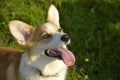 Puppy Corgi pembroke on a walk. Young energetic dog on a walk. Puppies education, cynology, intensive training of young dogs. Walk Royalty Free Stock Photo