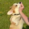 Puppy Corgi pembroke on a walk. Young energetic dog on a walk. Puppies education, cynology, intensive training of young dogs.