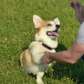 Puppy Corgi pembroke on a walk. Young energetic dog on a walk. Puppies education, cynology, intensive training of young dogs. Royalty Free Stock Photo