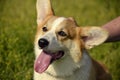 Puppy Corgi pembroke on a walk. Young energetic dog on a walk. Puppies education, cynology, intensive training of young dogs. Walk Royalty Free Stock Photo