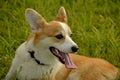 Puppy Corgi.Young energetic dog on a walk. Puppies education, cynology, intensive training of young dogs. Walking dogs in nature. Royalty Free Stock Photo