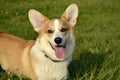 Puppy Corgi.Young energetic dog on a walk. Puppies education, cynology, intensive training of young dogs. Walking dogs in nature. Royalty Free Stock Photo