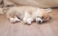 puppy of corgi sleeps peacefully on wooden floor in the house stretched out small paws