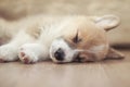 puppy of corgi sleeps peacefully on wooden floor in the house stretching out small paws and closing his eyes