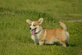 Puppy Corgi.Young energetic dog on a walk. Puppies education, cynology, intensive training of young dogs. Walking dogs in nature.