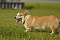 Puppy Corgi.Young energetic dog on a walk. Puppies education, cynology, intensive training of young dogs. Walking dogs in nature.