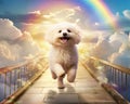Puppy crossing over the Rnbow Bridge in Heaven. Royalty Free Stock Photo