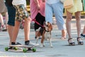 Puppy among a crowd of people