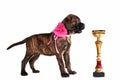 Puppy with a Cup Royalty Free Stock Photo