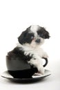 Puppy In A Cup Royalty Free Stock Photo