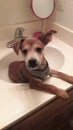 Puppy curious what he is suppose to be doing in this sink