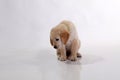 A portrait of a puppy cute Golden Retriever dog sitting on the floor, isolated on white backgroundGolden retriever puppy dog