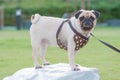 Puppy Cute Pug Dog is kept on leash Royalty Free Stock Photo