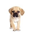 Puppy Royalty Free Stock Photo