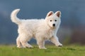 Puppy cute White Swiss Shepherd dog portrait on meadow