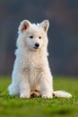 Puppy cute White Swiss Shepherd dog portrait on meadow