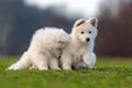 Puppy cute White Swiss Shepherd dog portrait on meadow