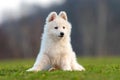 Puppy cute White Swiss Shepherd dog portrait on meadow