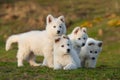 Puppy cute White Swiss Shepherd dog portrait on meadow