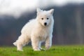 Puppy cute White Swiss Shepherd dog portrait on meadow