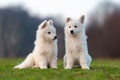 Puppy cute White Swiss Shepherd dog portrait on meadow