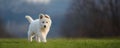 Puppy cute White Swiss Shepherd dog portrait on meadow