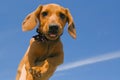 Puppy dachshund in a black collar