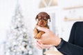 Puppy of dachshund in the hands of its female owner in a festive Christmas interior. Royalty Free Stock Photo