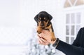 Puppy of dachshund in the hands of its female owner indoors Royalty Free Stock Photo