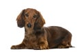 Puppy Dachshund lying down, , 6 months old