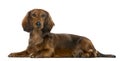 Puppy Dachshund lying, 6 months old ,