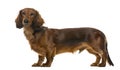 Puppy Dachshund standing, 6 months old ,