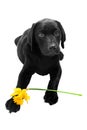 Puppy with Daffodil Royalty Free Stock Photo