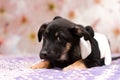 Puppy of dark color lies on the bed